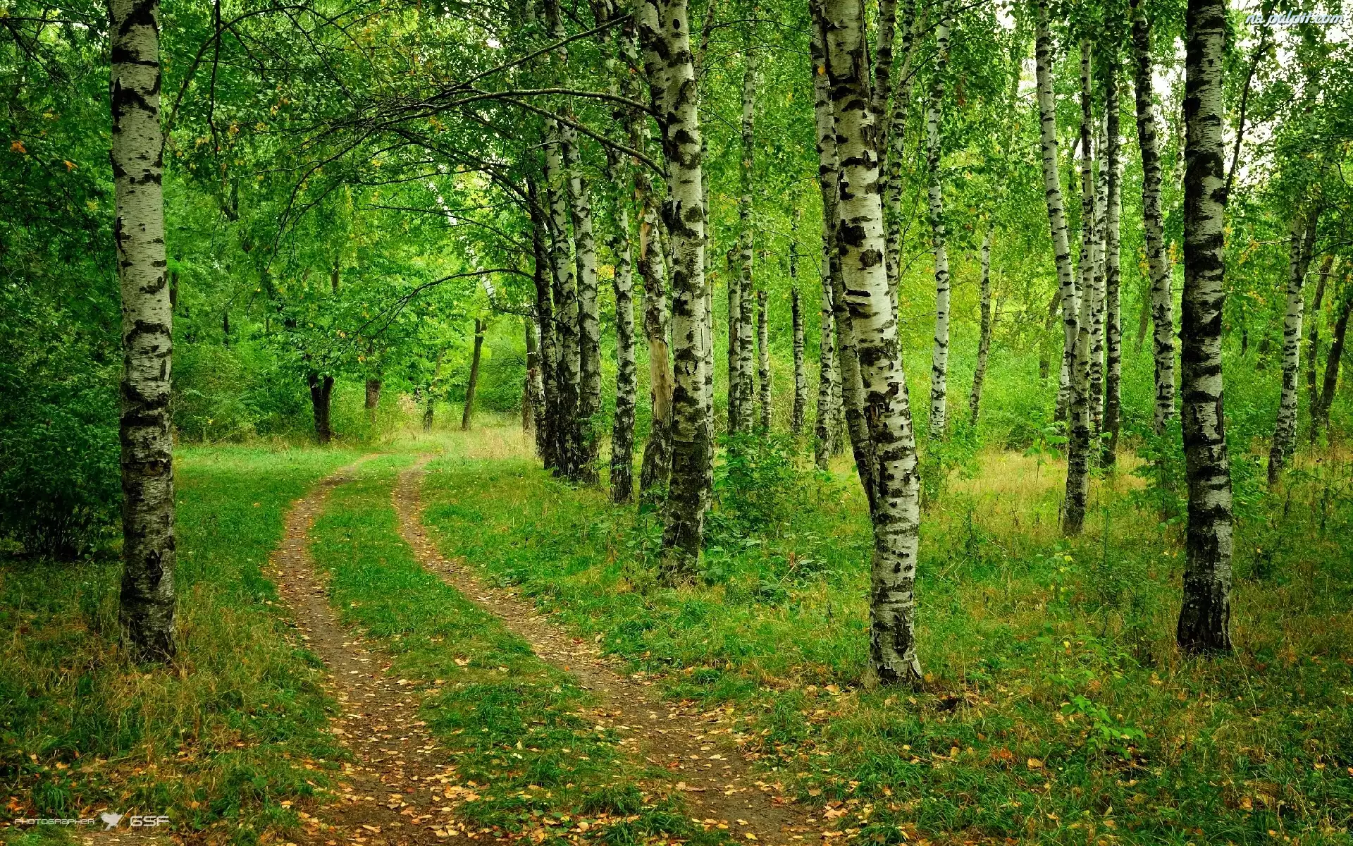 Znalezione obrazy dla zapytania las